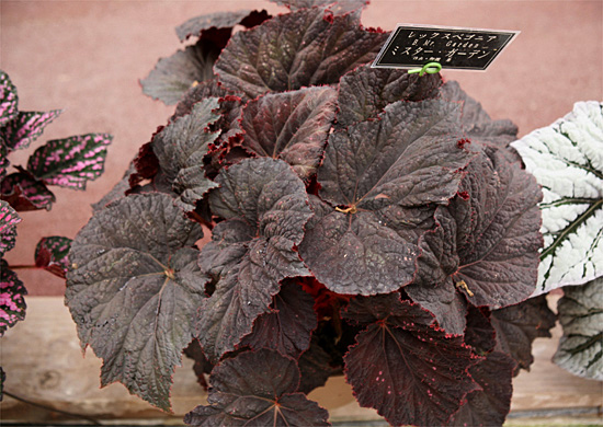 B. ‘Mr. Garden’
